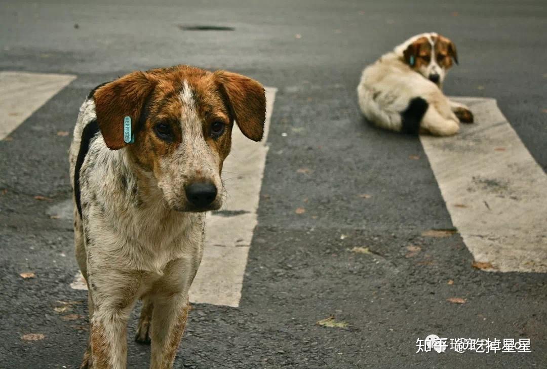 探讨提升动物保护意识与解决宠物流浪问题的策略之道