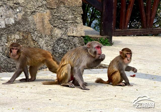 景区回应游客与野生猕猴互殴事件，反思与改进措施的实施必行