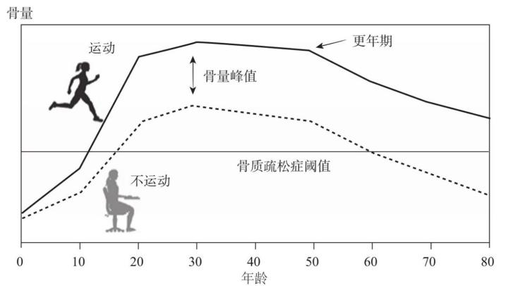 适量运动对骨骼长期强度的积极影响