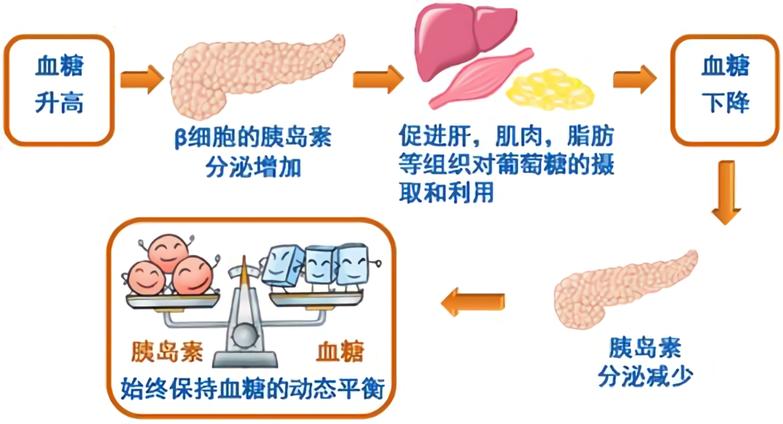 糖分过量摄入对糖代谢的影响研究