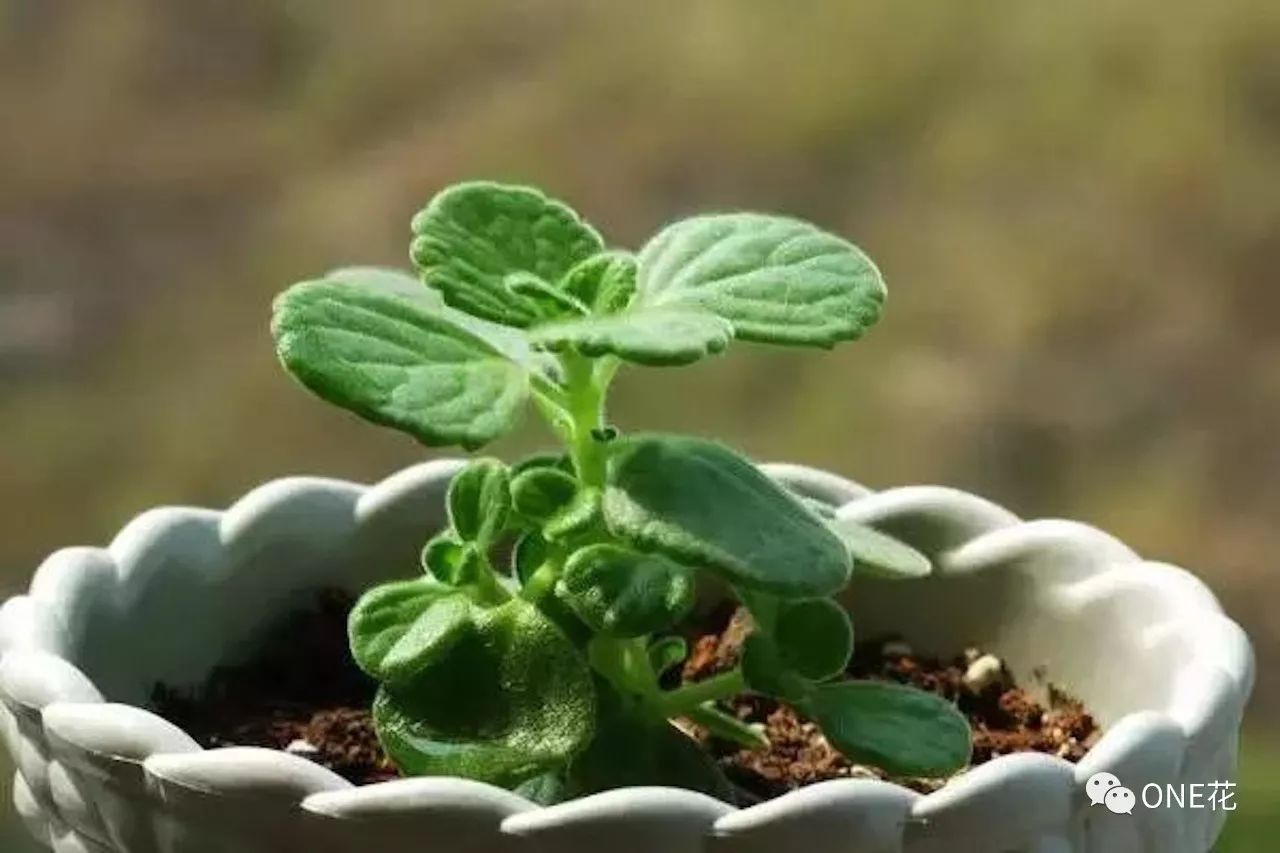 清晨草露触摸指尖的细腻感触