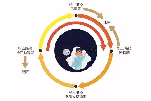 高效睡眠模式对恢复身体功能的科学解析