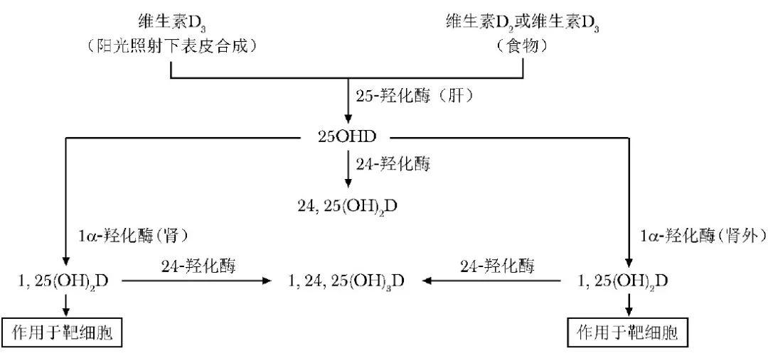 适度紫外线接触对维生素生成的促进作用