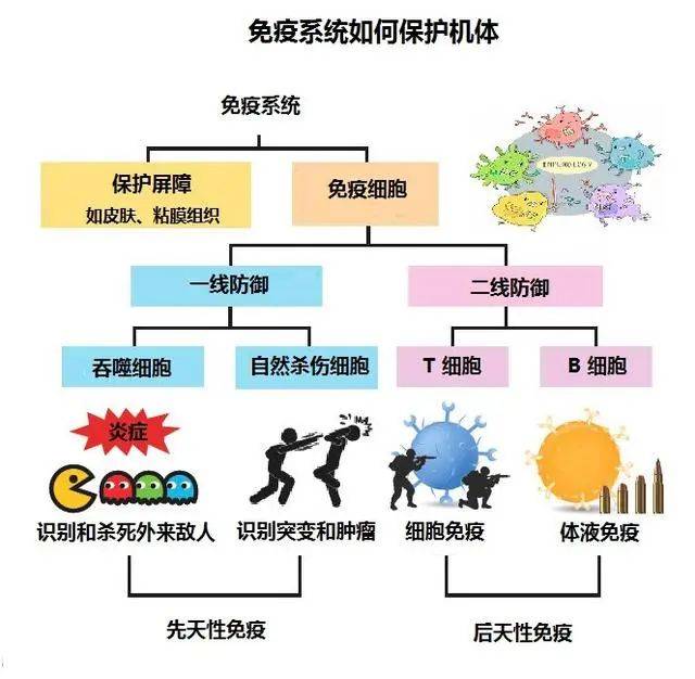 空气污染对身体免疫系统调节机制的影响研究