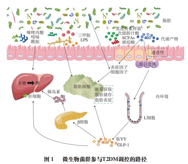 科学饮食模式对肠道菌群多样性影响的实验探究