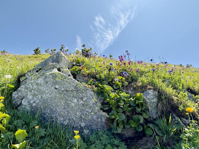 高山草地风声与心境共鸣